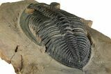 Fascinating Zlichovaspis Trilobite - Orange Eye Facets #351301-5